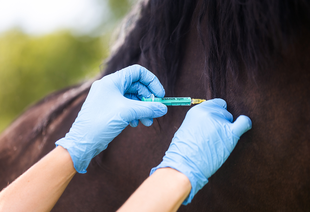 Pferdeklinik Kottingbrunn, Tiermedizin Pferdeklinik Kottingbrunn Niederösterreich