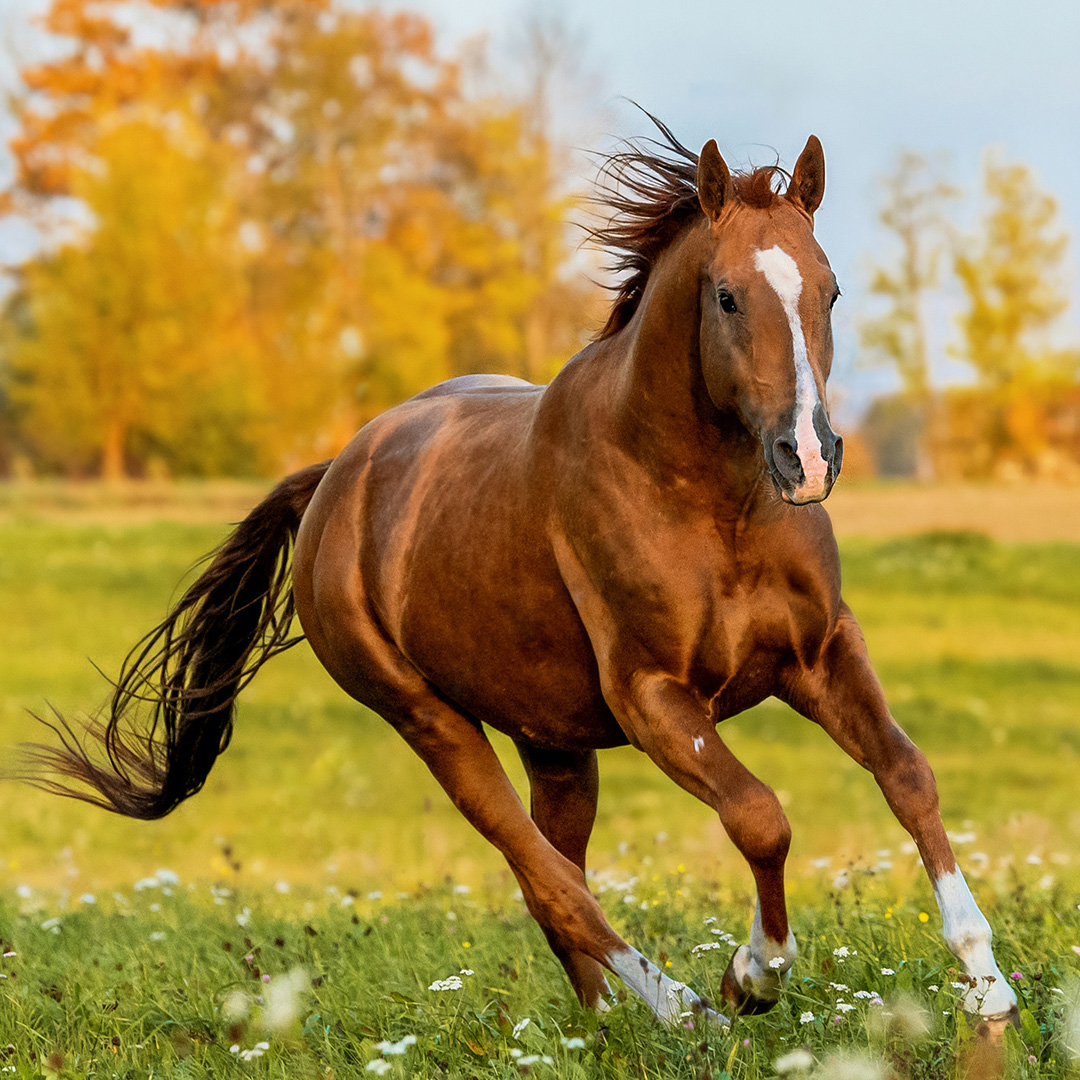 Notdienst Pferd Notdienst Pferd