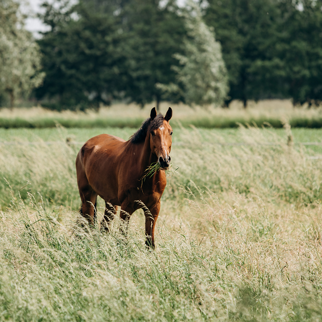 Hufrehe beim pferd